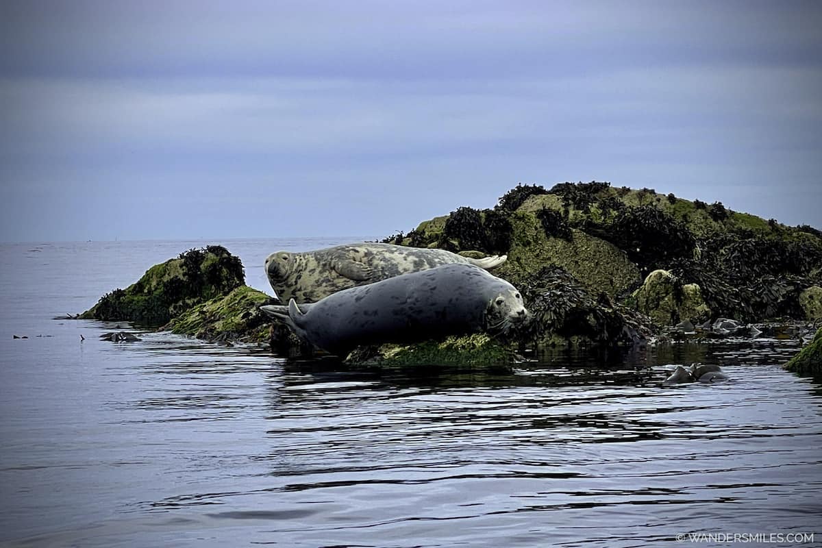 Two seals laying on Dalkey Island, a small, grassy island off the coast of Dalkey, Ireland
