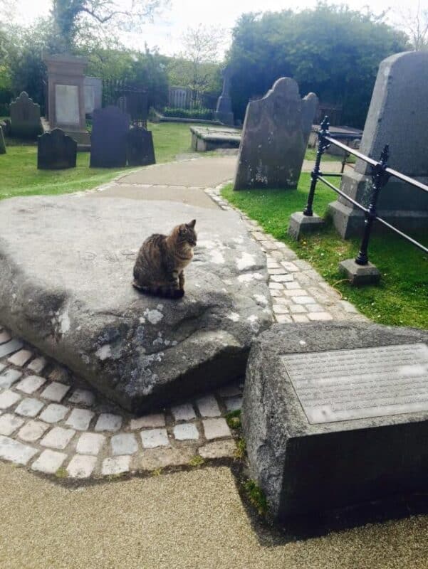 A cat sitting on St. Patrick's Grave in the graveyard area of Down Cathedral in Downpatrick, Northern Ireland