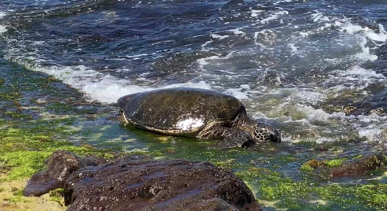 A sea turtle in the water at Laniakea Beach in Oahu